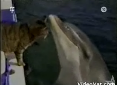 Cat Meets Dolphin Cat Meets Dolphin